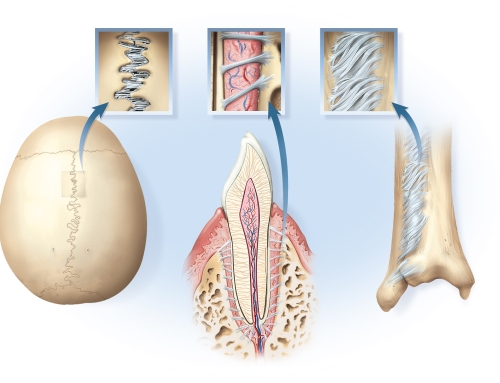 Biology Illustrations