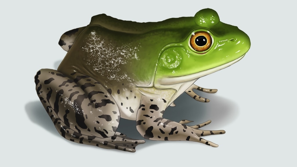 Frog scientific illustration